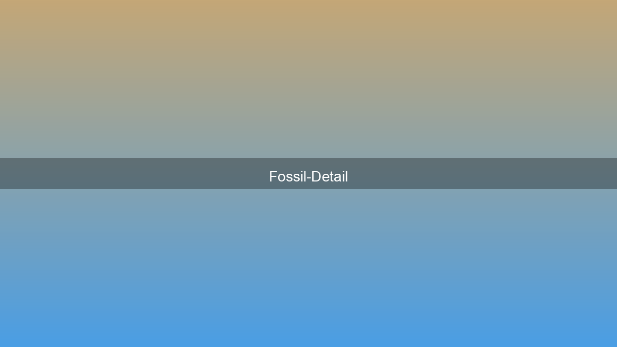 Fossil-Detail mit Fotogalerie
